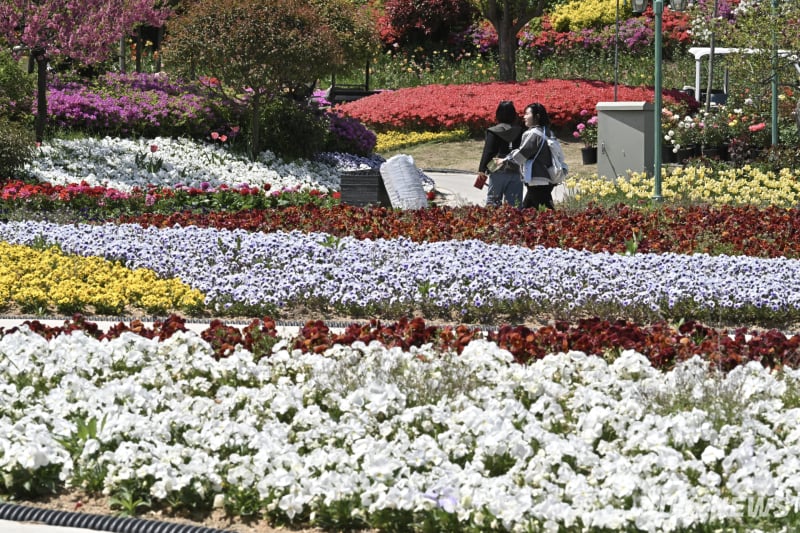 30日、忠清南道アサン市のピナクルランドで観覧客がパンジーが咲く散策路を歩いている。