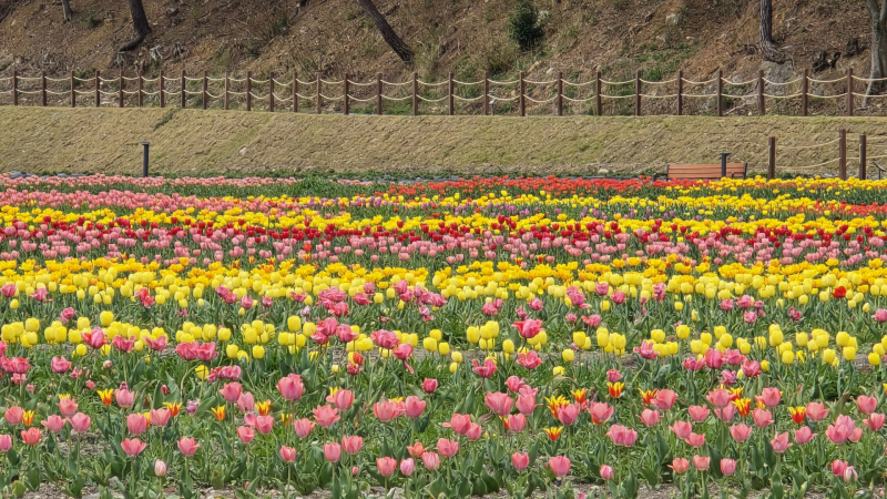 チューリップが満開の高敞花公園の全景