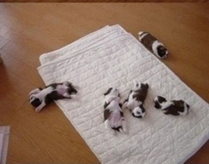AnimalPlanet
