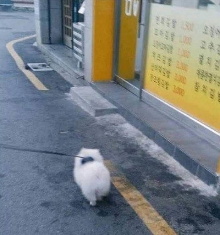 アニマルプラネット