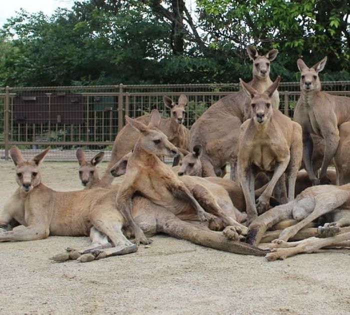 Animal