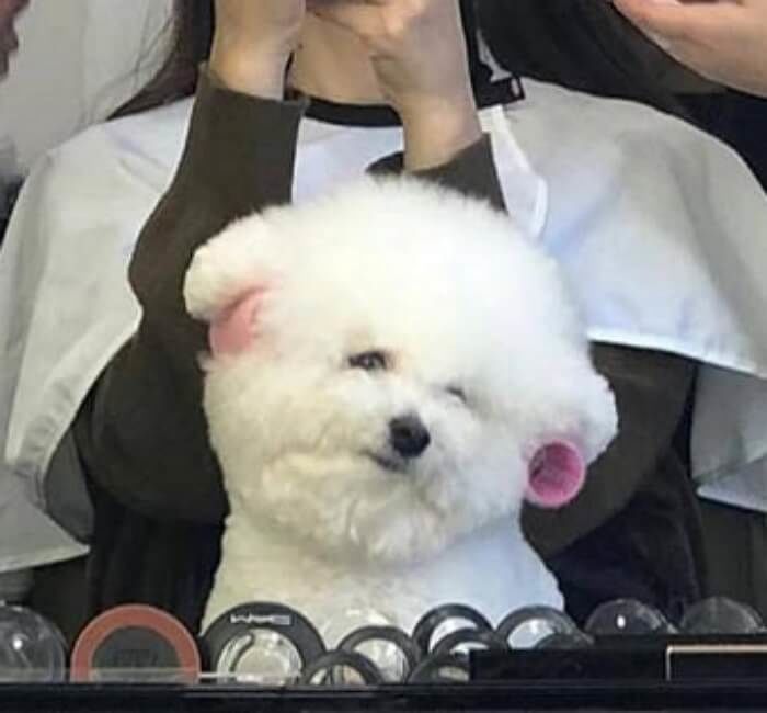 Animal