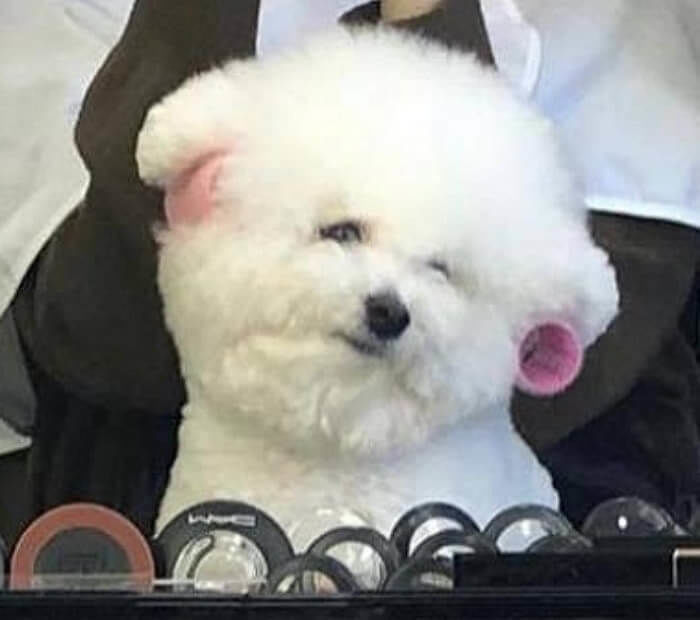 Animal