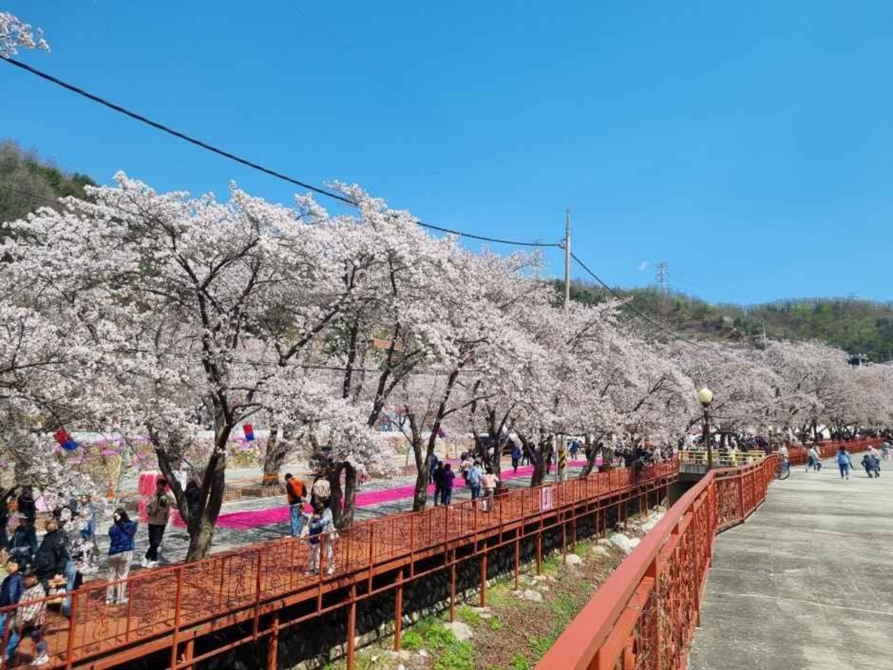 約2kmの桜トンネル
