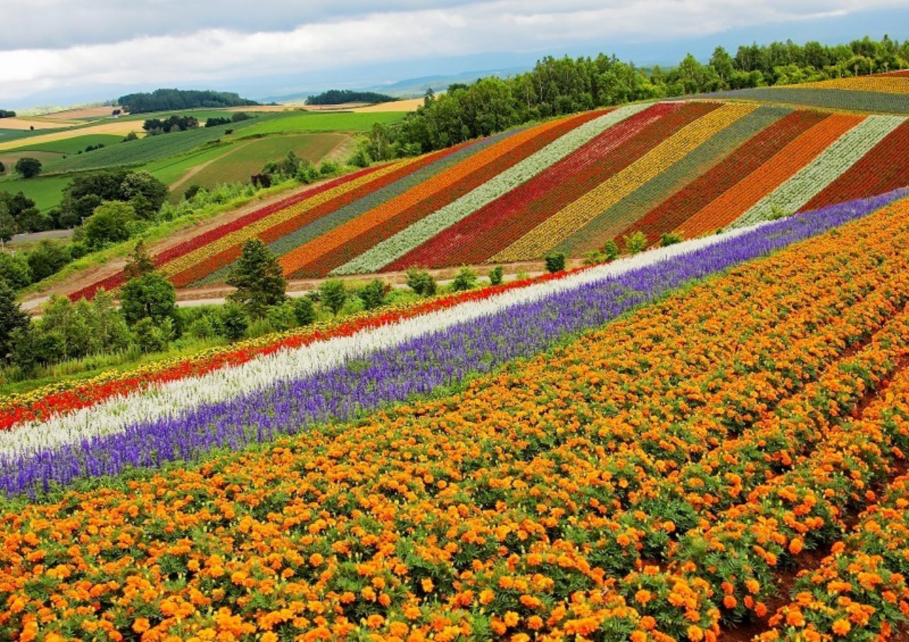 Lavender paradise: Biei and Furano / Photo: Visit Hokkaido