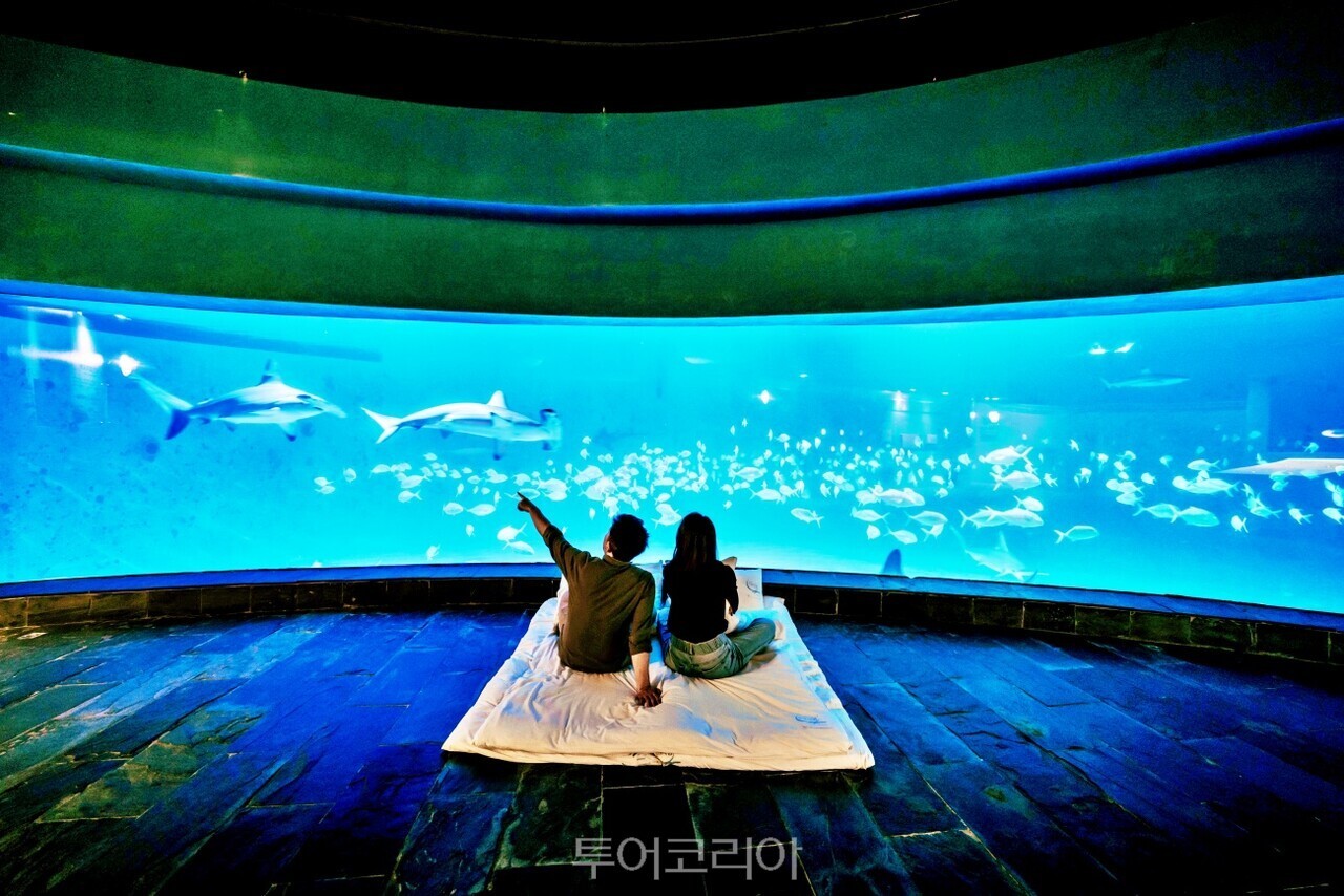 台湾・屏東国立海洋生物博物館では水族館で一晩過ごせる