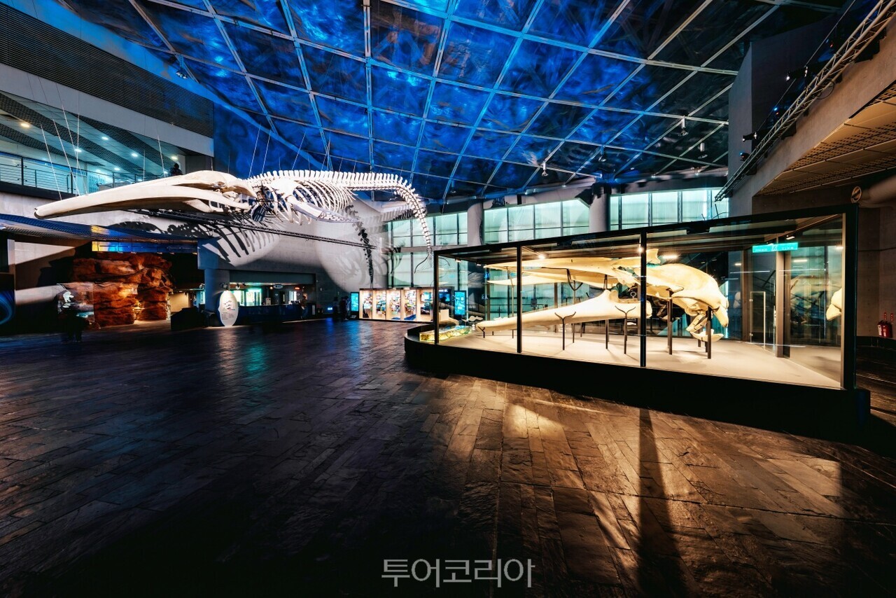 台湾・屏東国立海洋生物博物館で見られる「巨大クジラの道