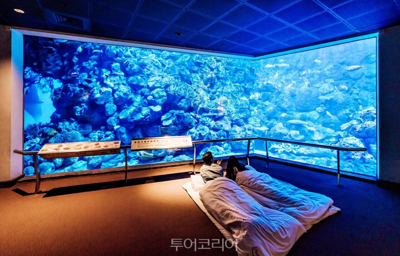 台湾・屏東国立海洋生物博物館では水族館で一晩過ごせる