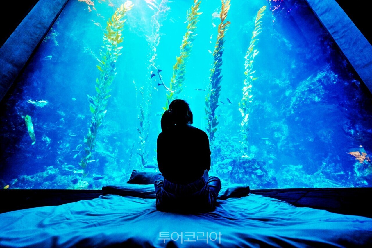 台湾・屏東国立海洋生物博物館では水族館で一晩過ごせる