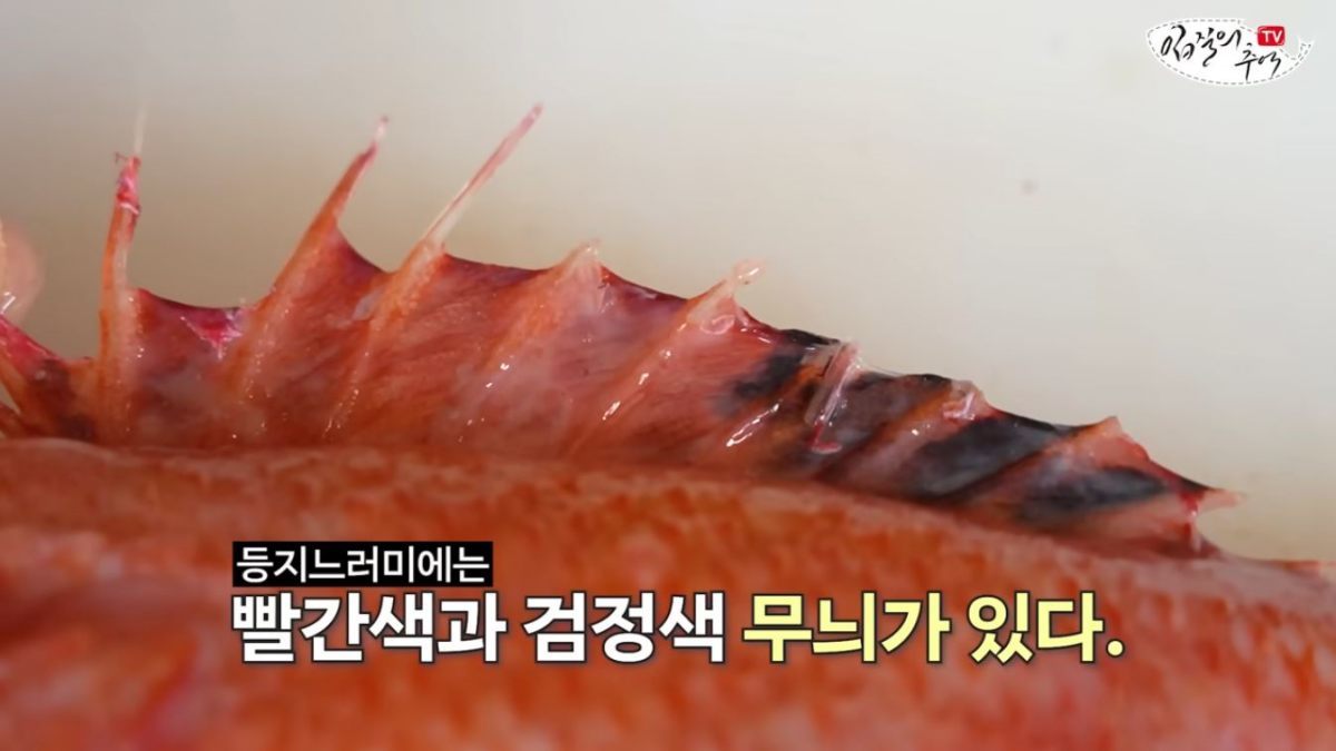 背鰭に赤と黒の模様があるホンサルチ