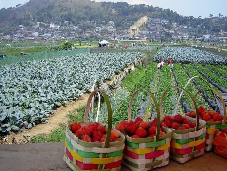\"いちご畑の風景\"