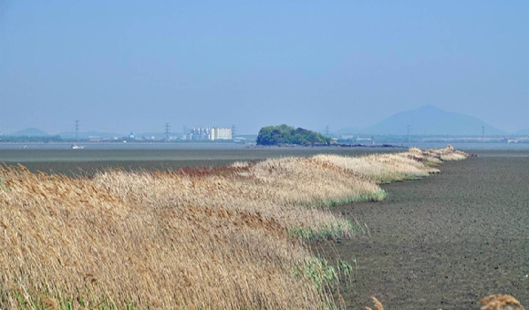 \"葦が海に伸びる光景\"