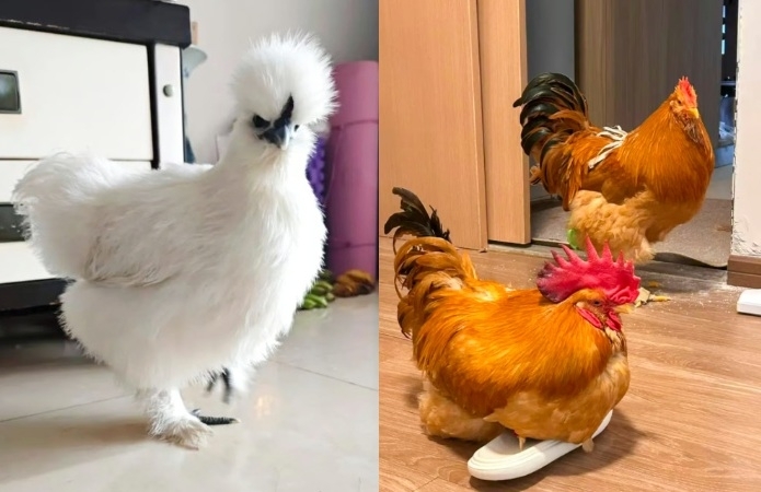 これまで食卓の食材だった鶏が大切な家族の一員としての役割を見出しているのが注目される。 [SMCPキャプチャ]