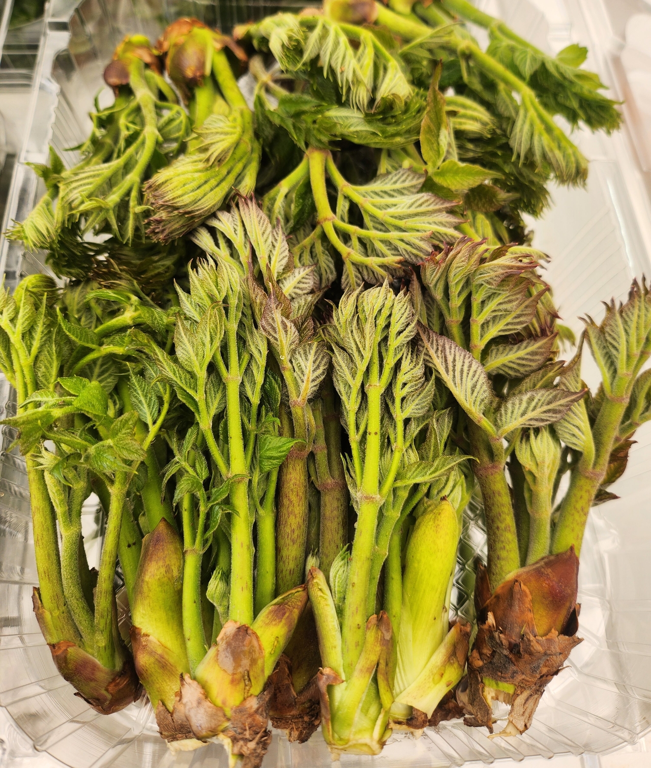 洪川山菜祭が1日トリの森で開幕した。