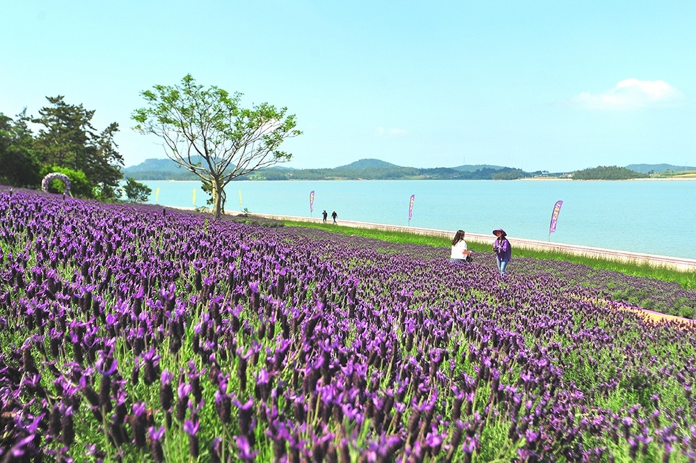 \"ラベンダーに満ちた全羅南道新安郡安左面パープル島（写真＝新安郡庁）\"