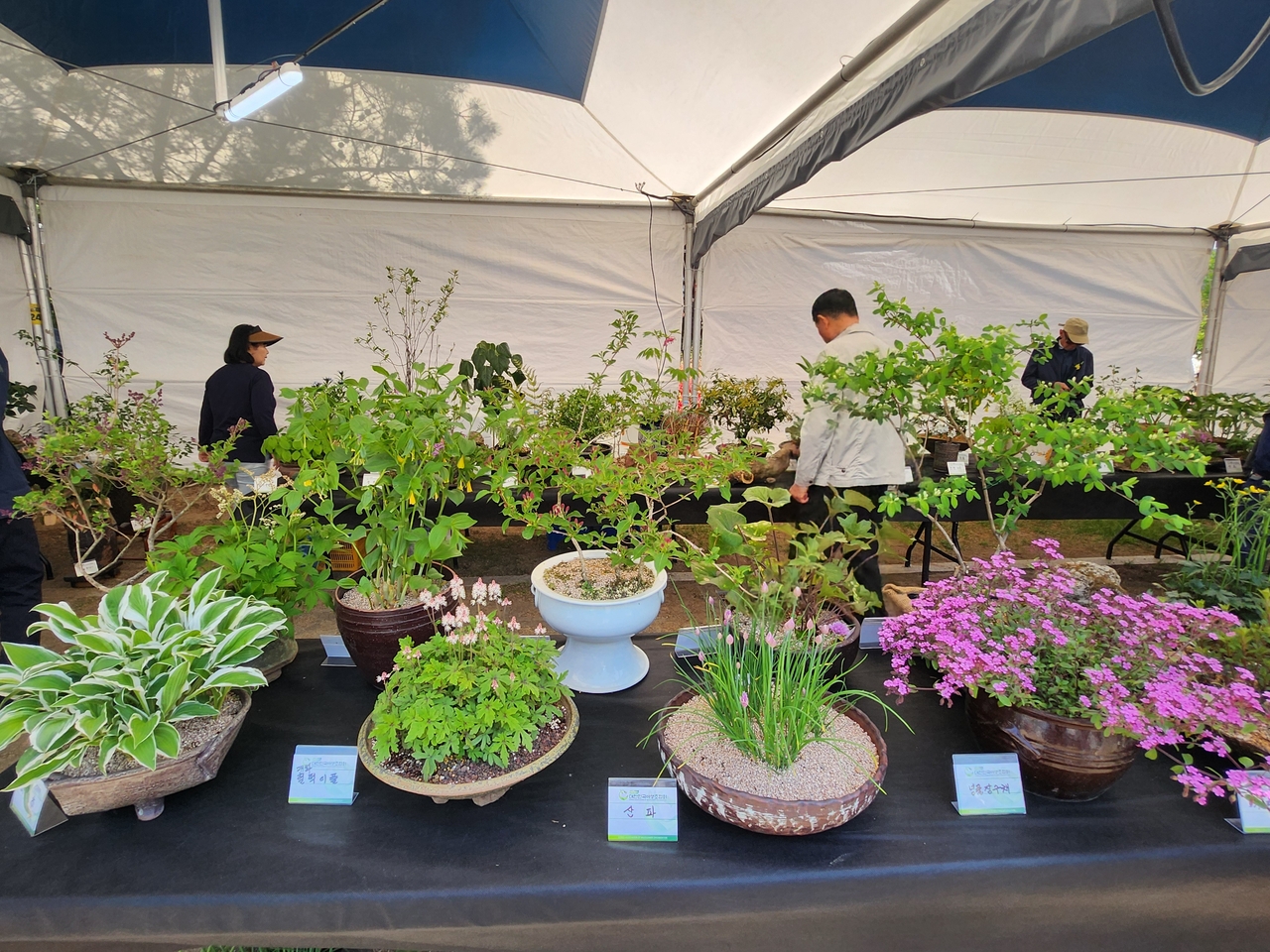 トリの森の山菜祭では洪川に生息する希少植物の展示も同時開催された。
