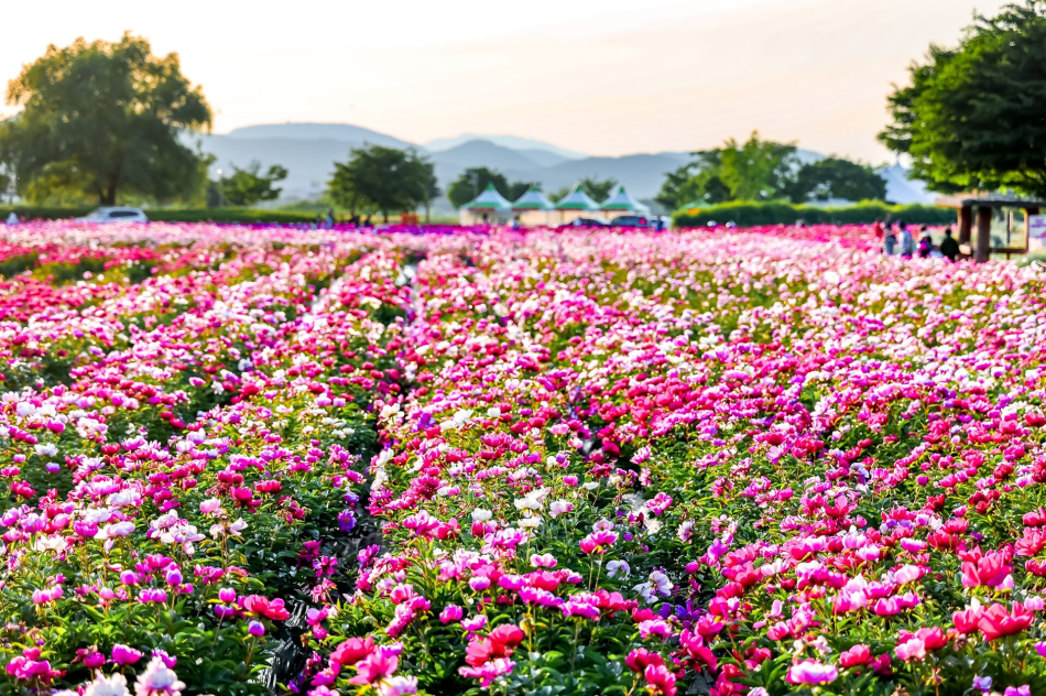 \"芍薬畑の写真\"