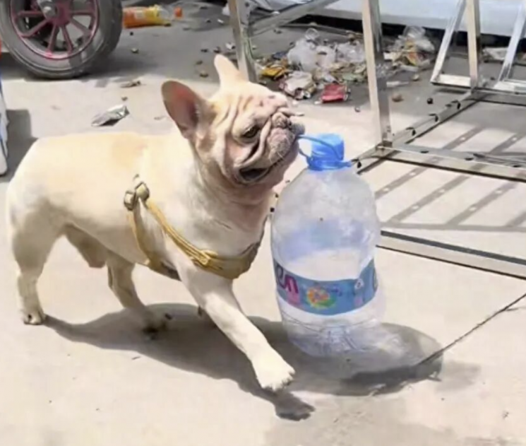 \"中国広州に住むフレンチブルドッグ「シャオバイ」が空き瓶をくわえて持って行く様子。SNS\"