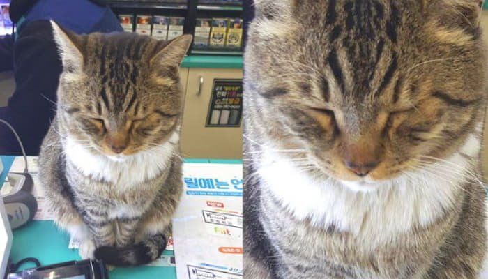アニマルプラネット