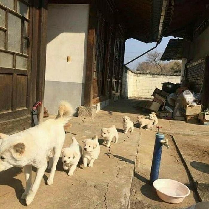 アニマルプラネット