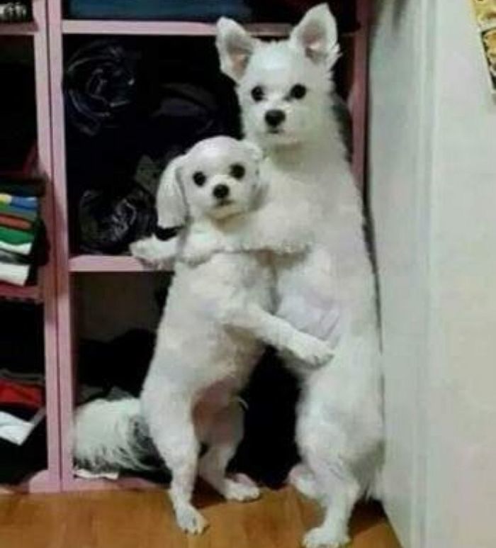 Animal
