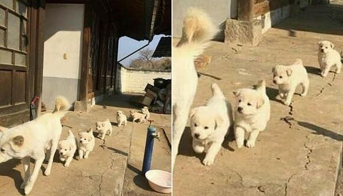 アニマルプラネット