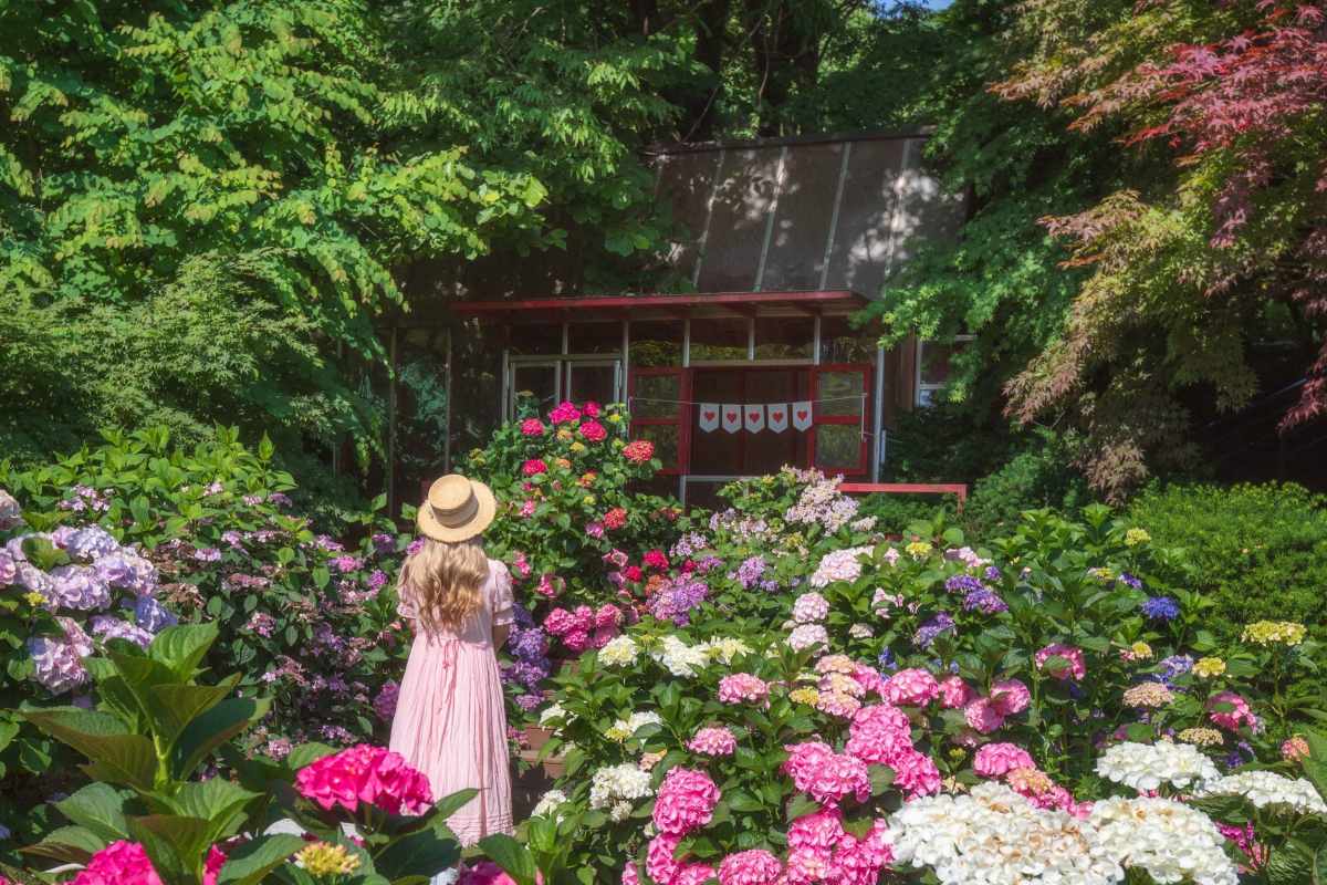 京畿道のアジサイ名所おすすめベスト4／写真=韓国観光公社フォトコリア@정규진