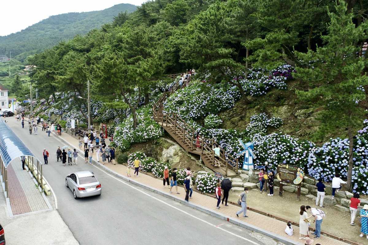昨年のジョグハンのアジサイ園祭り