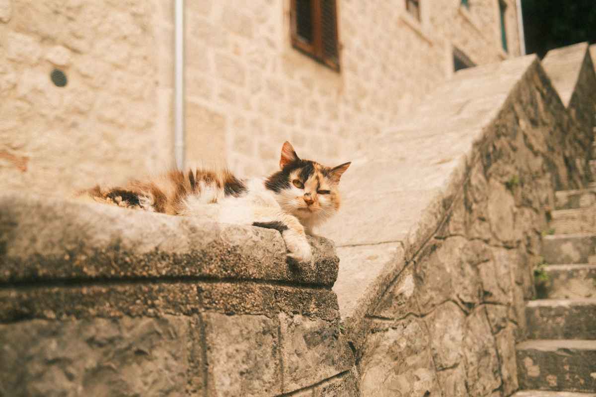 路地にたたずむコトルの猫