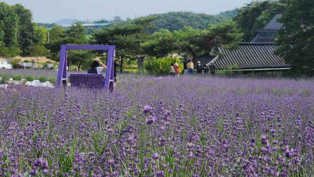 高昌青農園ラベンダー