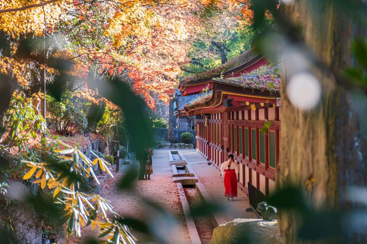 福岡の紅葉 / 写真=unsplash@Nichika Sakurai