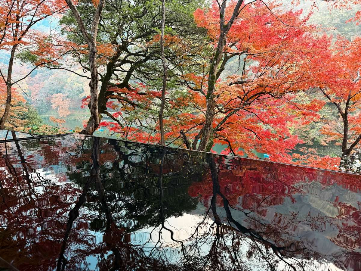 京都の紅葉 / 写真=unsplash@Kate Kasiutich