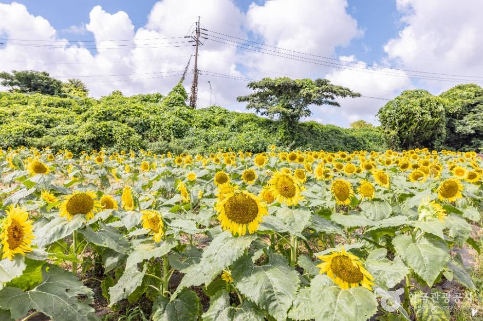 75万本の天国 / 写真=韓国観光コンテンツラボ