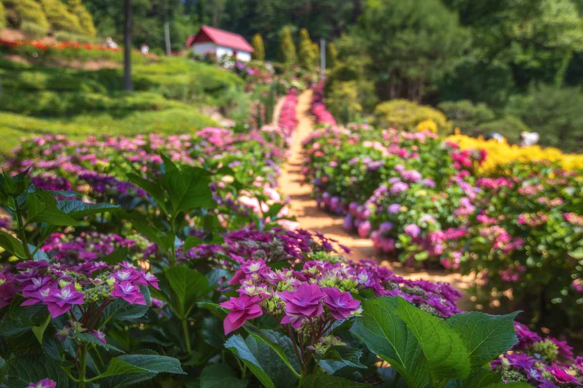 京畿・光州のユルボム植物園のアジサイ／写真=韓国観光公社フォトコ리아@정규진