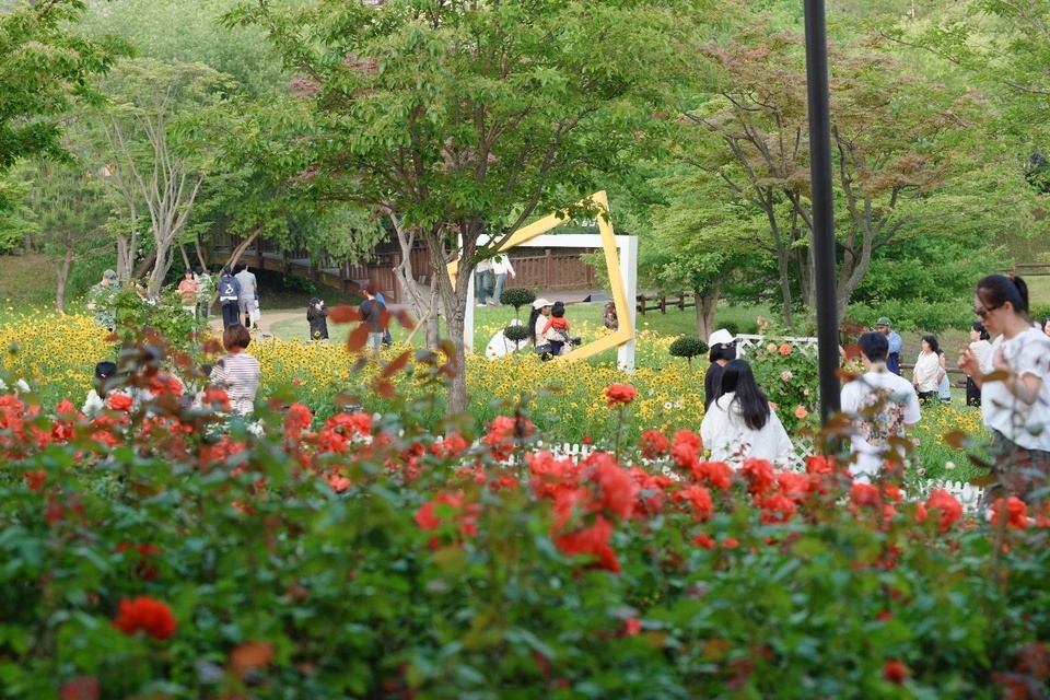 バラ色の祭りを楽しむ市民たち。 /写真提供=オサン文化財団