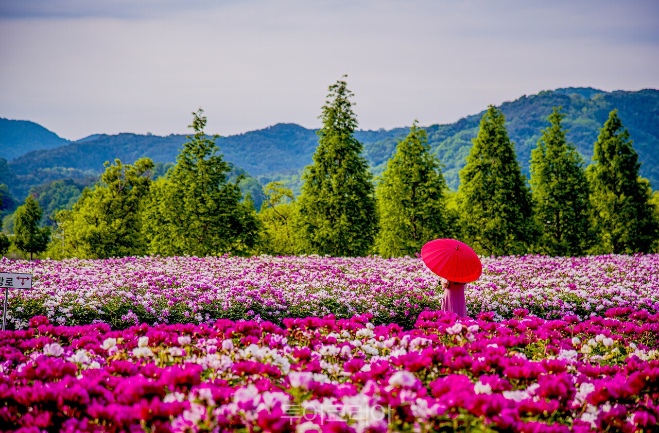 Peony