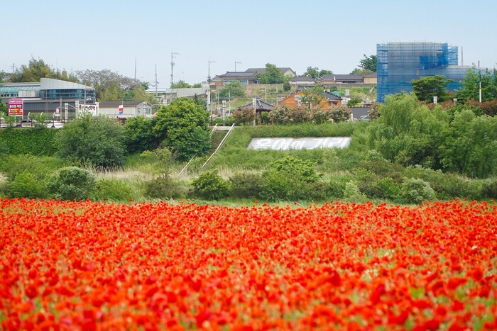 永山江堤防のヒナゲシ（写真=ナジュ市庁提供）