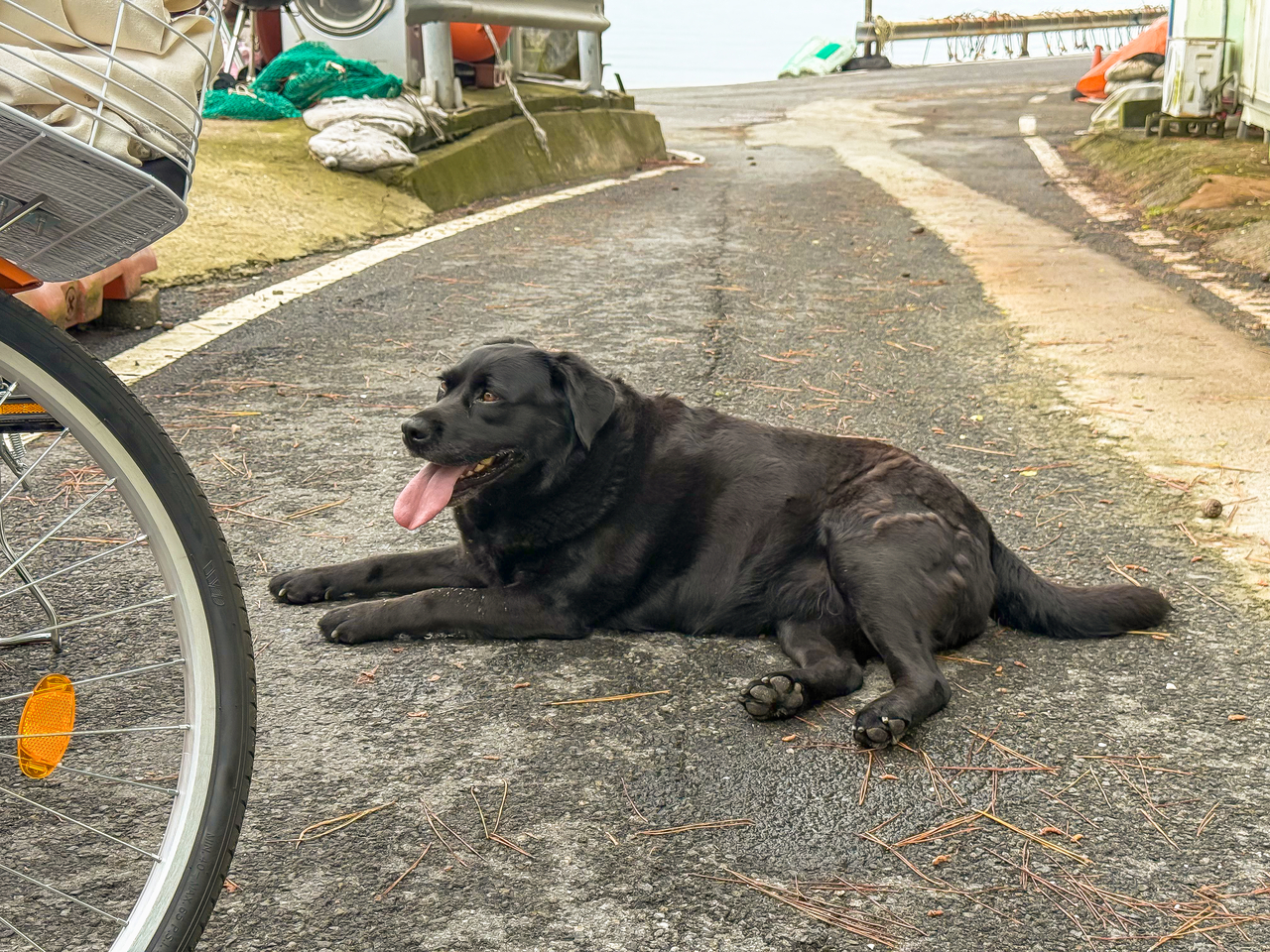 自転車についてきた町の犬「ドゥクシリ」 [キム・ミョンサン記者]