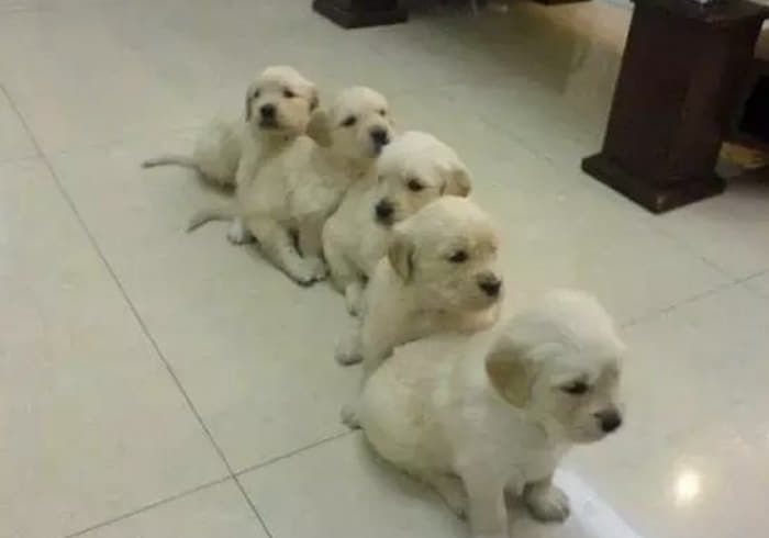 Animal