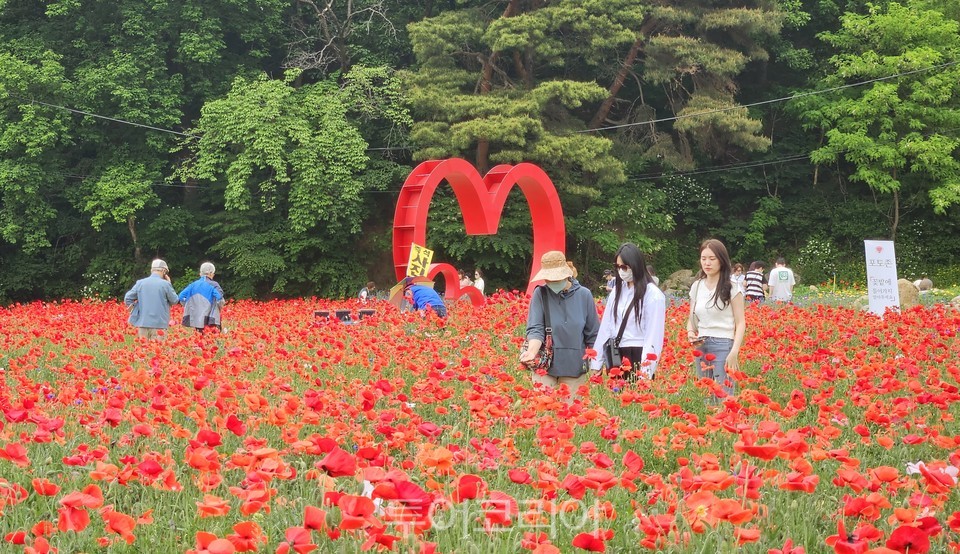 用水谷ヒナゲシ祭り / 写真-原州市