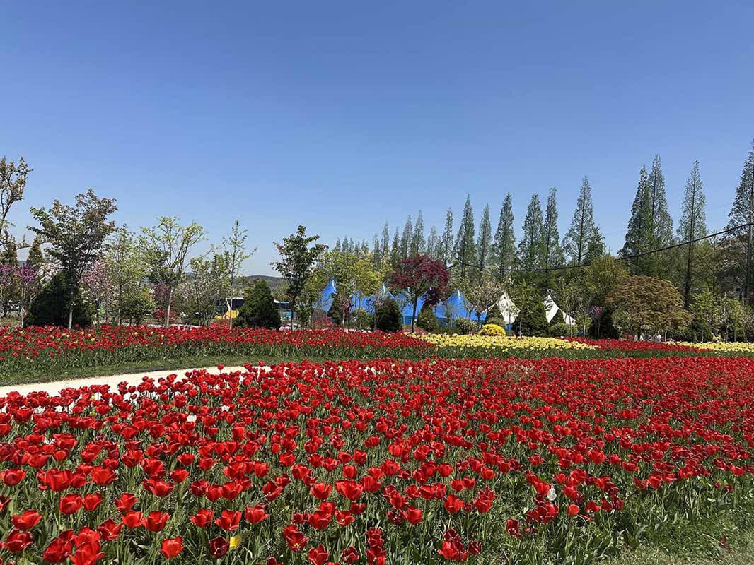 100万本のチューリップが圧巻！韓国・ピナクルランドで見られる絶景の正体