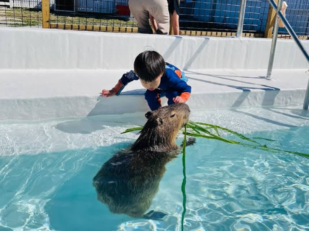 Top 5 Must-Visit Attractions in Hengchun, Taiwan: From Capybara Experiences to Historical Sites
