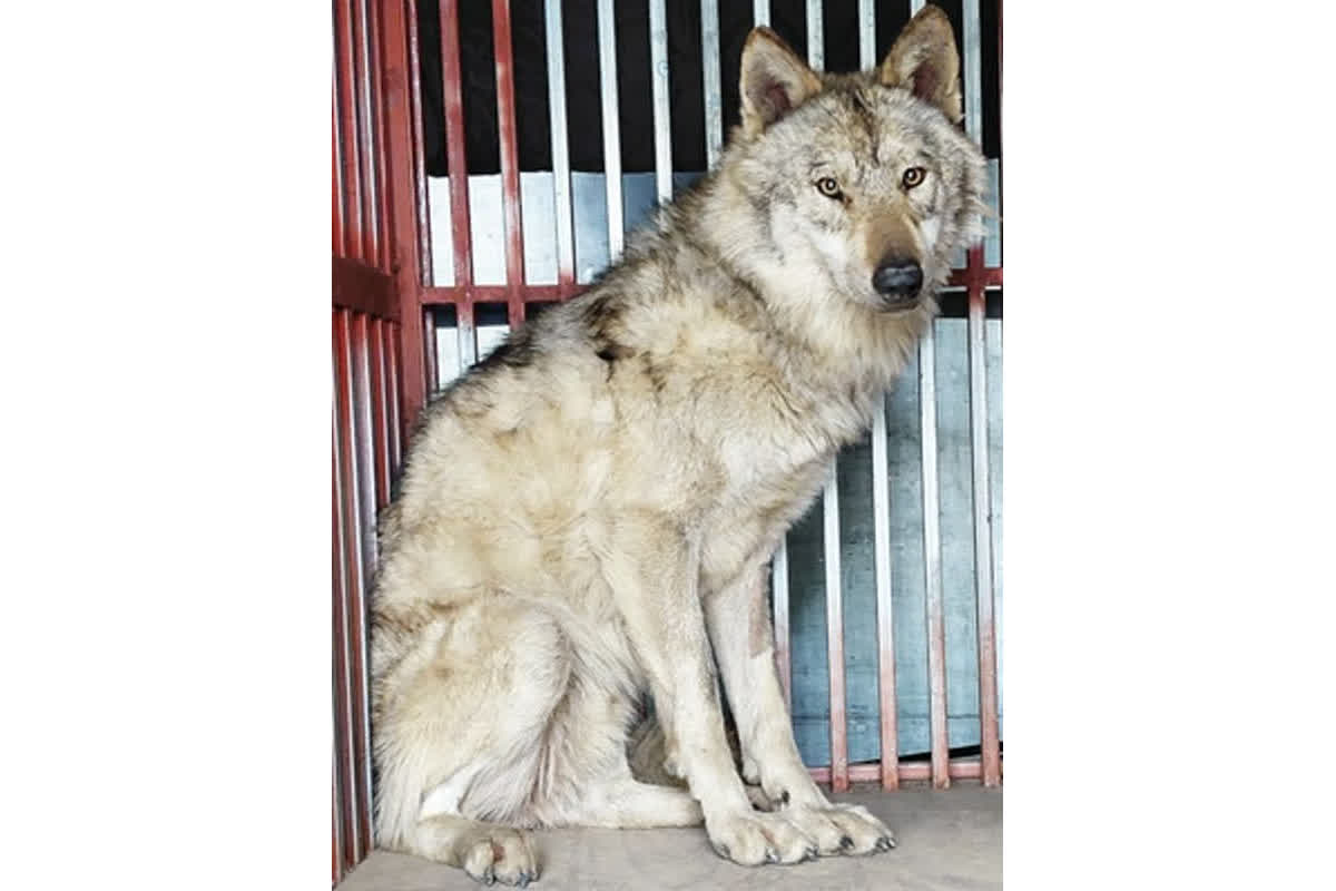 人気急上昇！大分の新キャラ「遅く帰った狼」