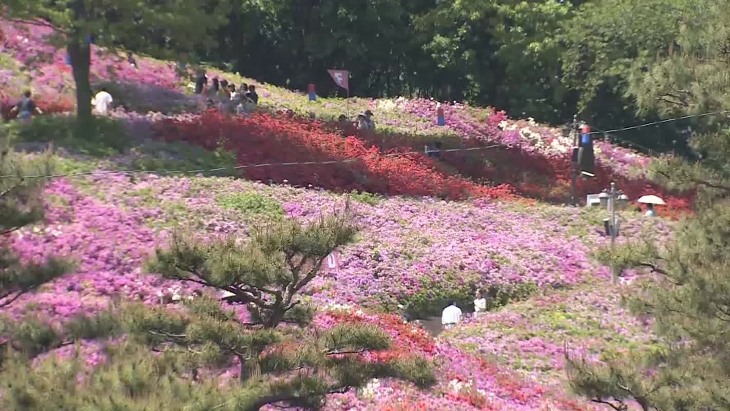 春の訪れを感じる！軍ポのツツジ祭り