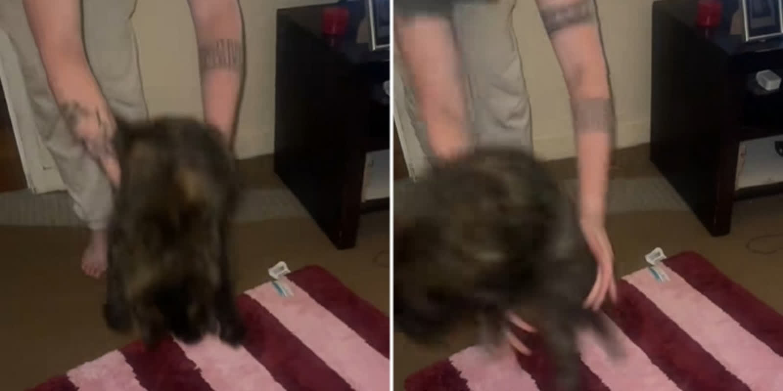 新しいバスマットに驚愕する猫の姿が話題に！