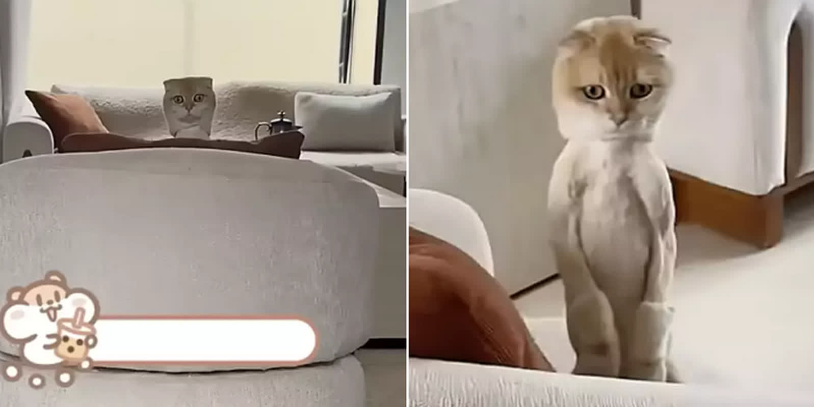 Is It Real or a Toy? This ‘Uncanny’ Cat Video Is Stumping Millions