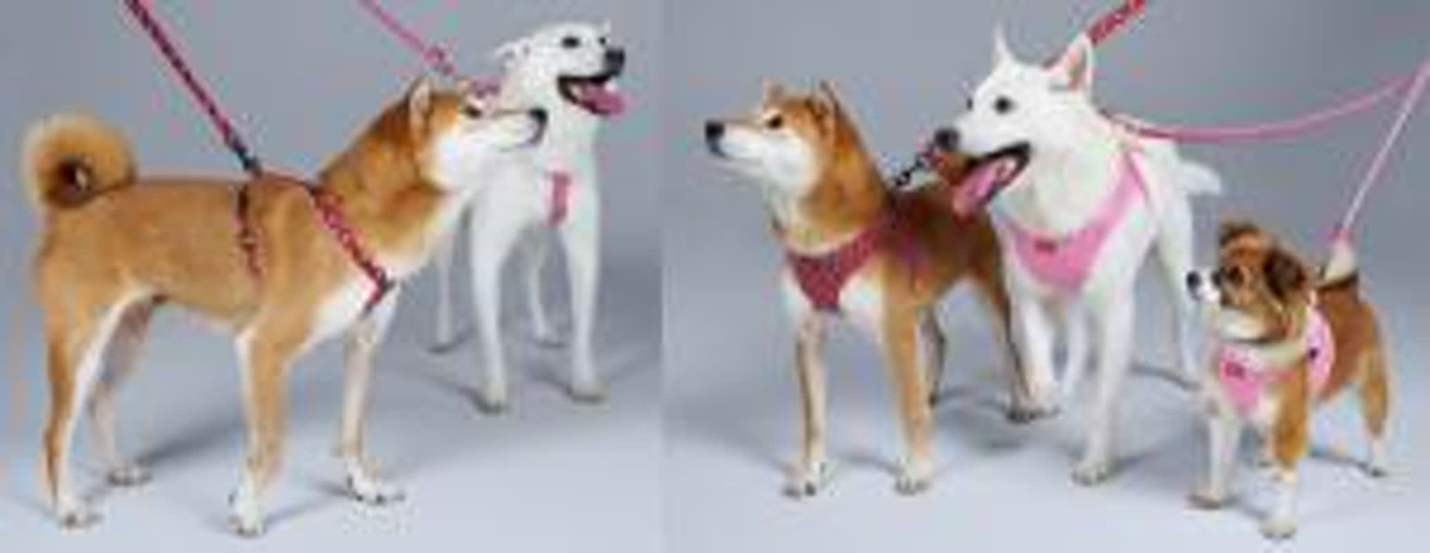 反響続々！BYCの犬用服が大人気