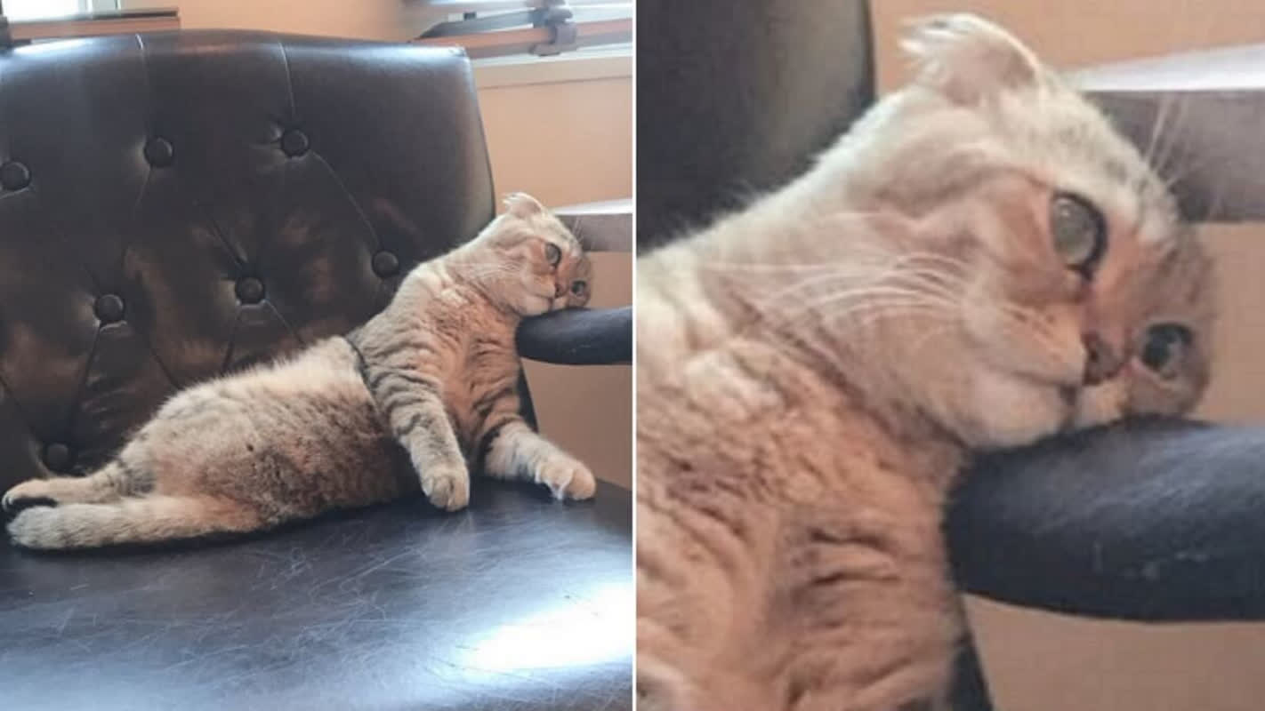This Cat’s ‘I’ve Had It’ Expression Is the Ultimate Office Worker Mood