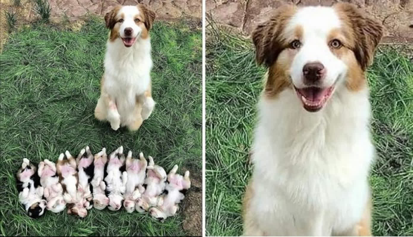 7 Tiny Puppies and One Exhausted Mama: A Heartwarming Moment Captured