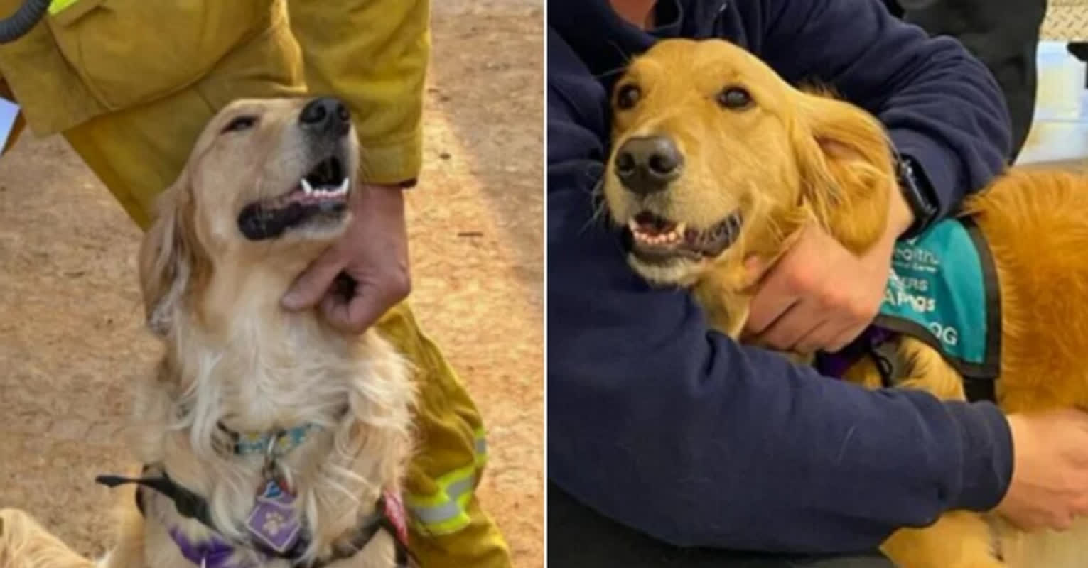 Too Empathetic to Lead: How a ‘Failed’ Guide Dog Became a Hero